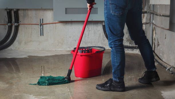 Best Professional water damage repair  in Avoca, IA